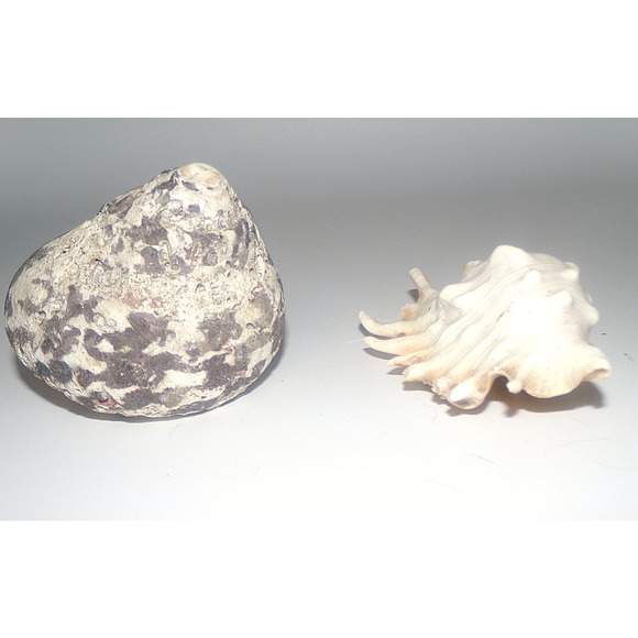 Natural Real Sea Shells Spike Spider Conch Magpie Shell Seashell Nautical Decor - Picture 6 of 14